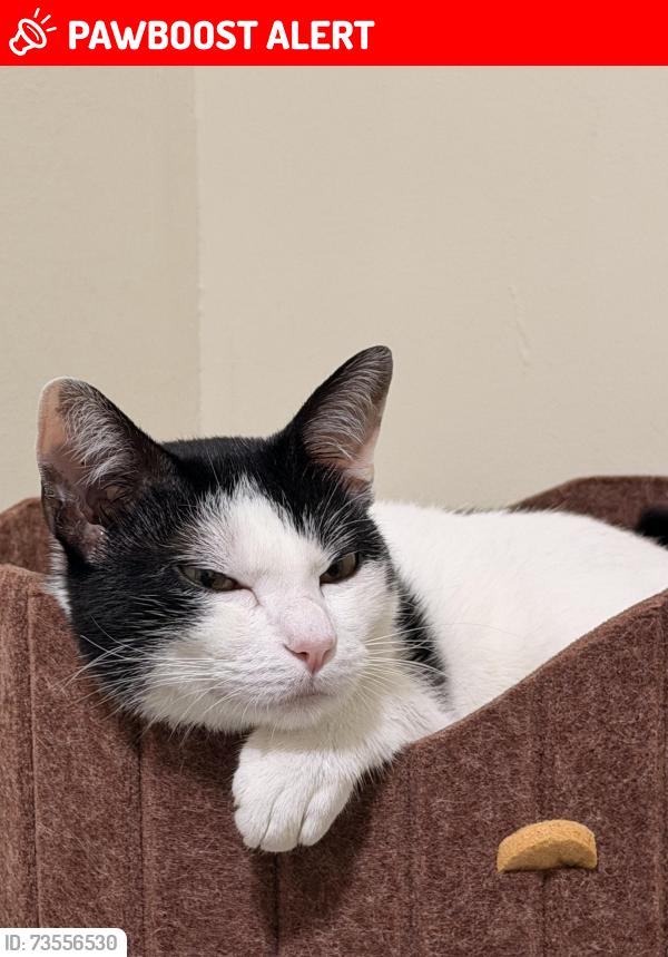 Lost Male Cat last seen Avenida Ede, Vila Isolina Mazzei, SP 02083-060
