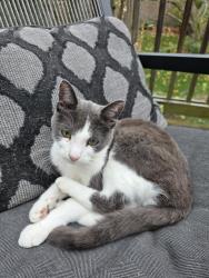 Lost Male Cat last seen Keatington, Orion Township, MI 48360