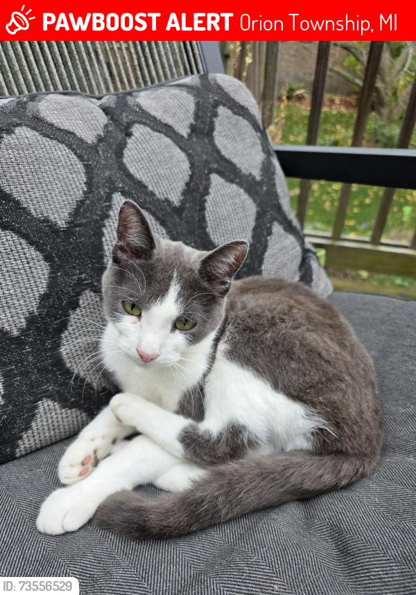 Lost Male Cat last seen Keatington, Orion Township, MI 48360
