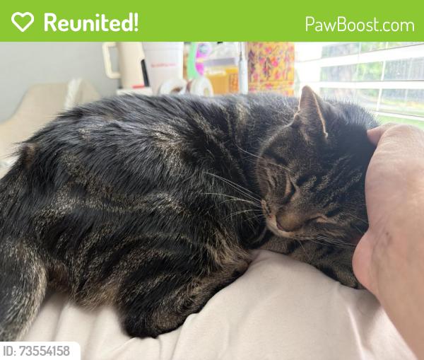 Reunited Male Cat last seen Near River Park Blvd, Orlando, FL 32817, USA, Orlando, FL 32817