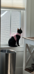 Lost Female Cat last seen Wading bird loop, Blythewood, SC 29016