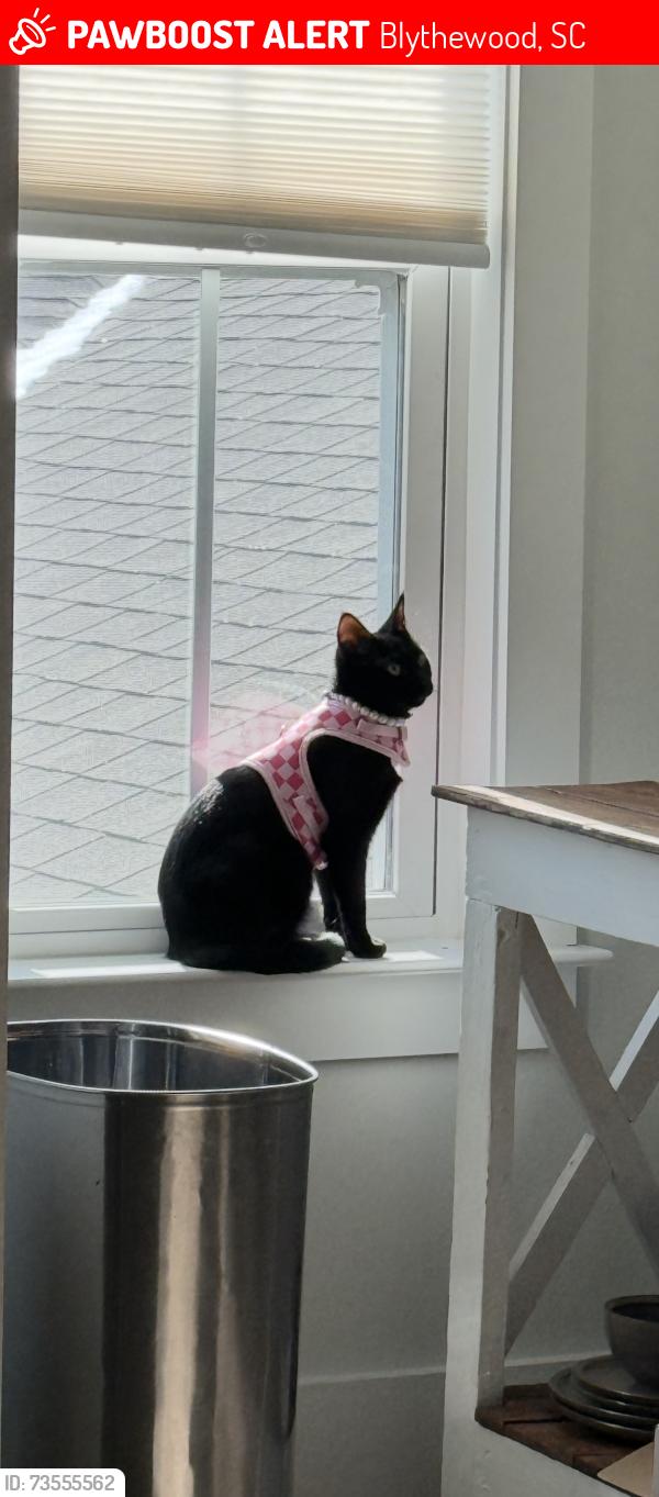 Lost Female Cat last seen Wading bird loop, Blythewood, SC 29016