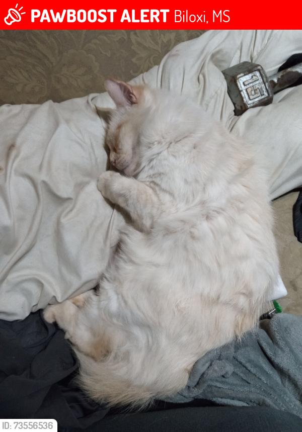 Lost Male Cat last seen One stop feul, Biloxi, MS 39532