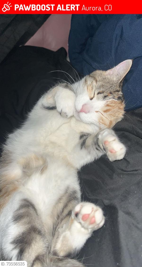Lost Female Cat last seen Near E Wyoming Cir, Aurora, CO 80017, EE. UU., Aurora, CO 80017