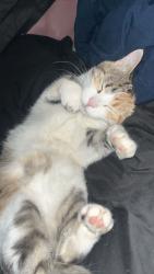 Lost Female Cat last seen Near E Wyoming Cir, Aurora, CO 80017, EE. UU., Aurora, CO 80017