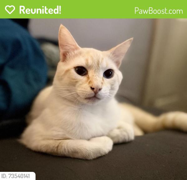 Reunited Male Cat last seen Culver, Red Bank, TN 37415