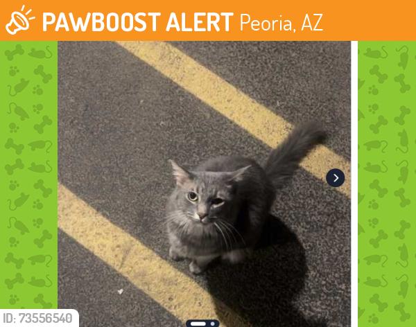Found/Stray Unknown Cat last seen W Olive Ave and 83rd Ave, Peoria, AZ 85345