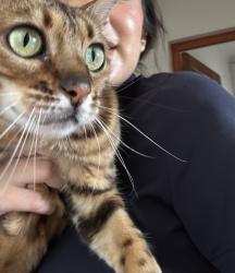 Reunited Female Cat last seen Opposite the field (7th Avenue), Cape Town, WC 7780