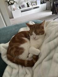 Lost Male Cat last seen Near Epsom walk, North Northamptonshire, England NN18 9JJ