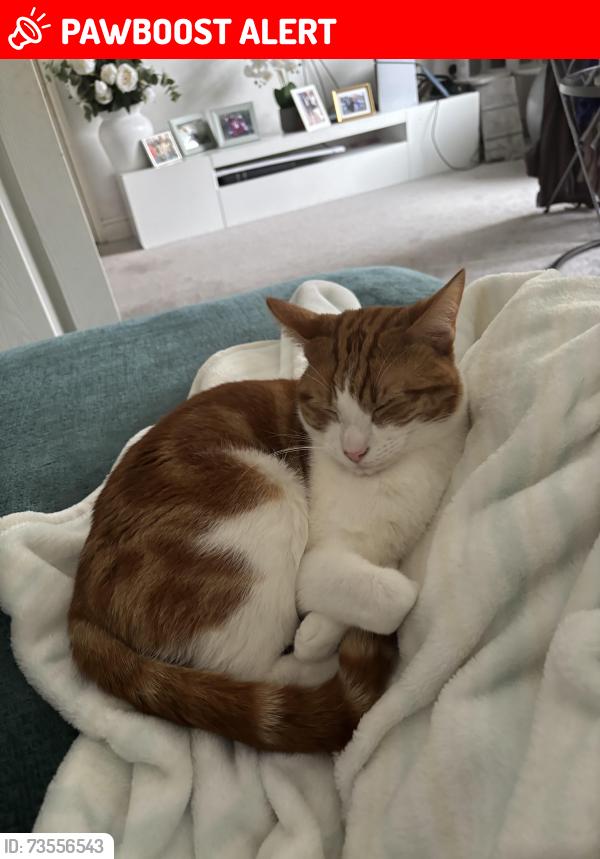 Lost Male Cat last seen Near Epsom walk, North Northamptonshire, England NN18 9JJ