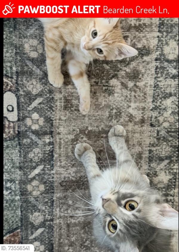 Lost Female Cat last seen bearden creek LN, Bearden Creek Ln,  77396