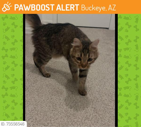 Found/Stray Female Cat last seen W Lower Buckeye Rd and S Apache Rd, Buckeye, AZ 85326