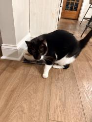 Reunited Male Cat last seen Orthodox dr and temperance rd, Richboro, PA 18954