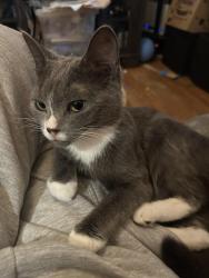 Reunited Female Cat last seen Highpark, Toronto, ON 