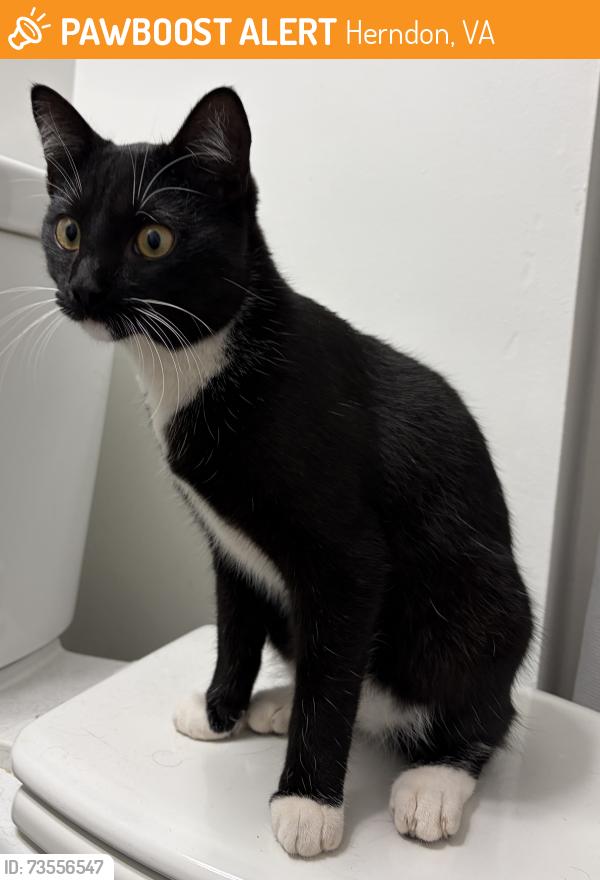 Found/Stray Male Cat last seen Knight Lane, Herndon, VA 20170