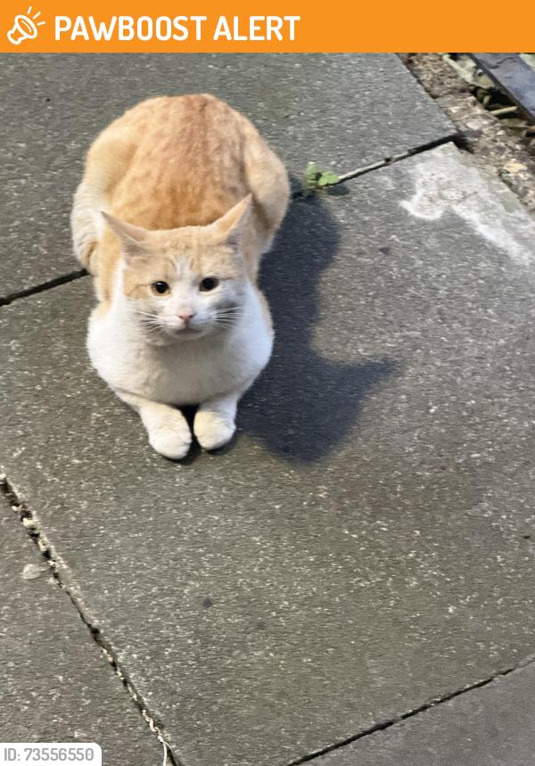 Found/Stray Male Cat last seen He is always seen in the area and often stays in my garden, Cubitt Town, England E14 3JP