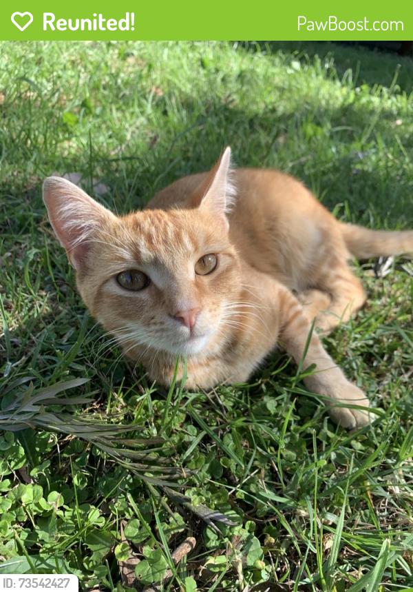 Reunited Male Cat last seen Near Dunoon st, churche road, middleborough rd, Doncaster, VIC 3108