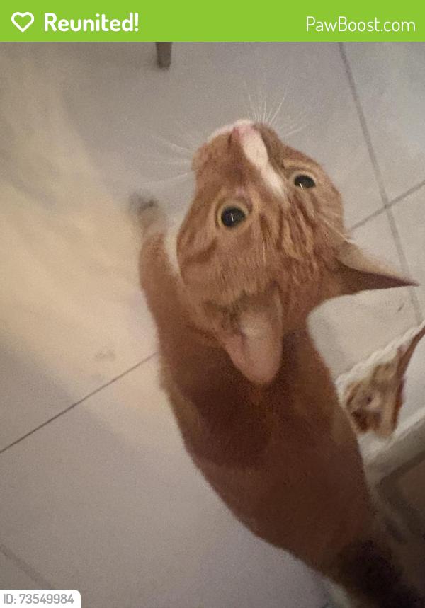 Reunited Male Cat last seen Treasure dr Grandview Palace, North Bay Village, FL 33141