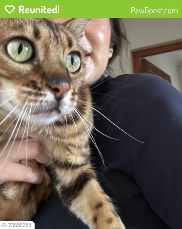 Reunited Female Cat last seen Opposite the field (7th Avenue), Cape Town, WC 7780