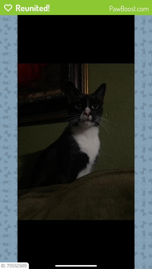 Reunited Male Cat last seen Lapsley st, Dallas, TX 75212
