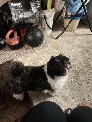 Found/Stray Female Dog last seen Mikes pizza hmstd, Homestead, FL 33034