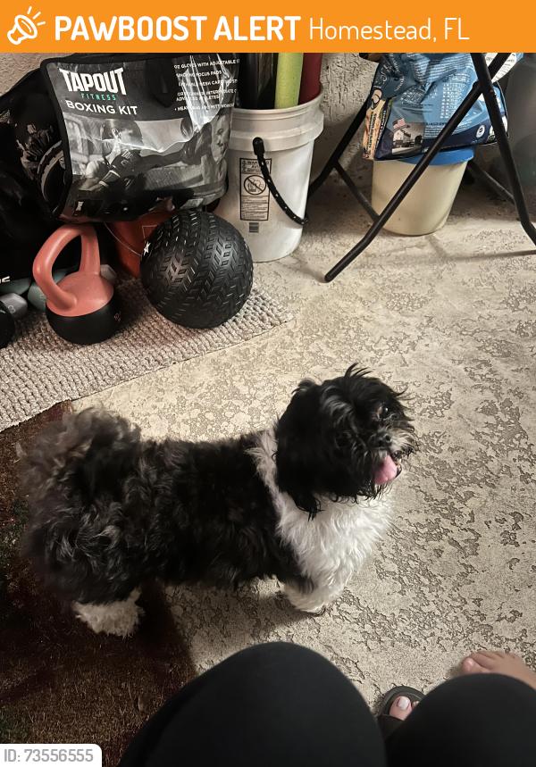 Found/Stray Female Dog last seen Mikes pizza hmstd, Homestead, FL 33034