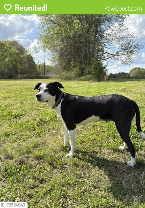 Reunited Female Dog last seen Hey 49, Staley, NC 27355