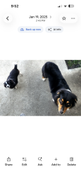 Reunited Female Dog last seen N. Glenn Ave and 6th St. (vineyard park), Ontario, CA 91764