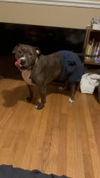 Reunited Male Dog last seen Lockwood Ave, Greenville, SC, USA, Greenville, SC 29607