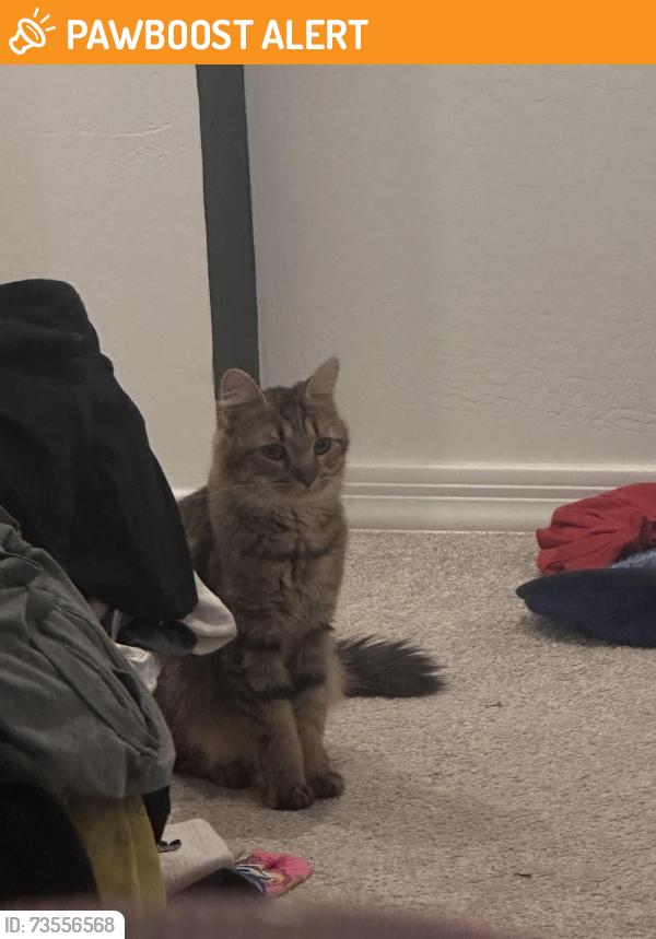Found/Stray Female Cat last seen Youngker high school, W Lower Buckeye Rd,  85043