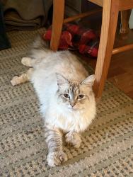 Lost Female Cat last seen Tommy’s Lake, Lake Orion, MI 48360