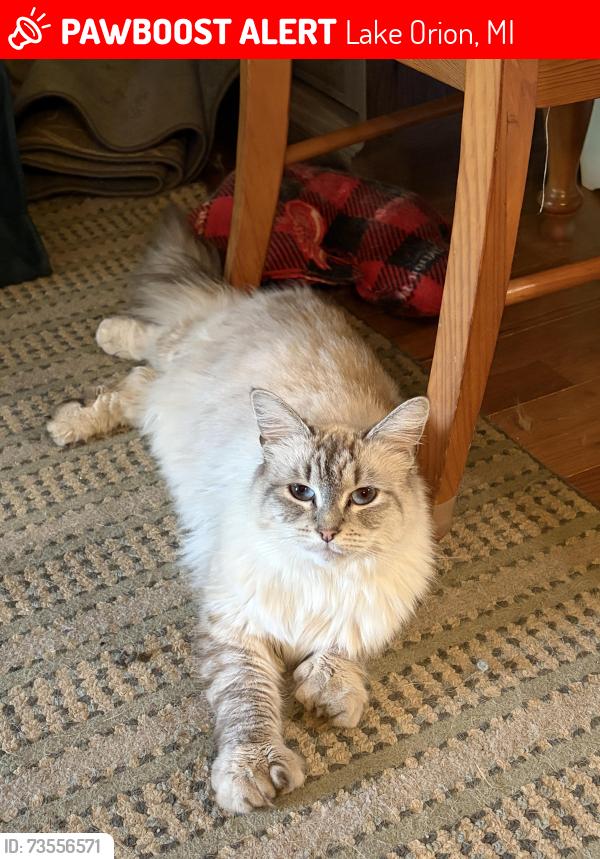 Lost Female Cat last seen Tommy’s Lake, Lake Orion, MI 48360