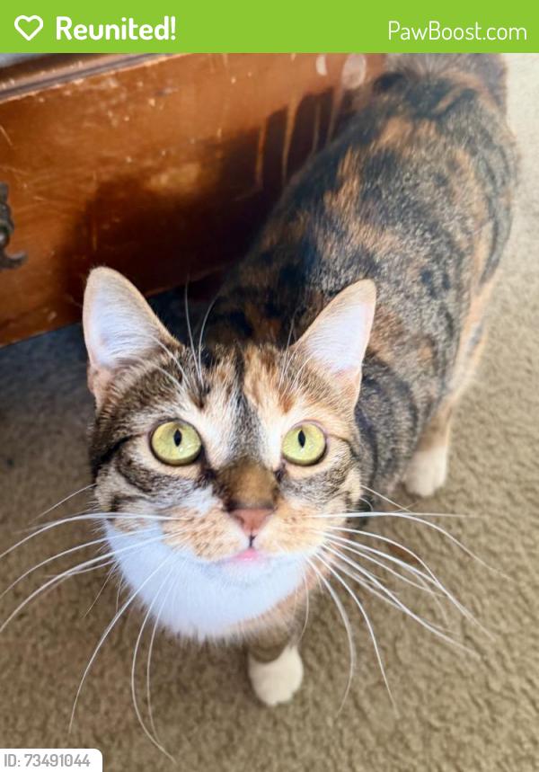 Reunited Female Cat last seen Jacobs st and Bridge St Near Lock 29, Phoenixville, PA 19460
