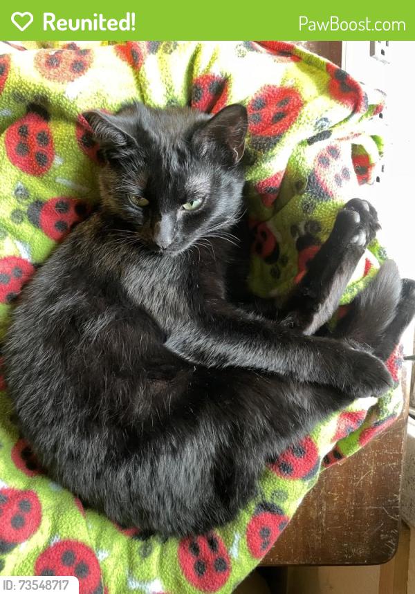 Reunited Female Cat last seen East Division Lane and J St (McKinley Hill), Tacoma, WA 98404