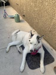 Lost Female Dog last seen Smiths gas station construction-vegas cross street, jones, cross street lakemead, Las Vegas, NV 89108