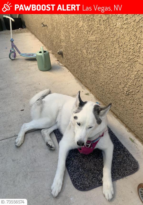 Lost Female Dog last seen Smiths gas station construction-vegas cross street, jones, cross street lakemead, Las Vegas, NV 89108