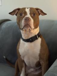 Lost Male Dog last seen Hilltop, Columbus, OH 43215