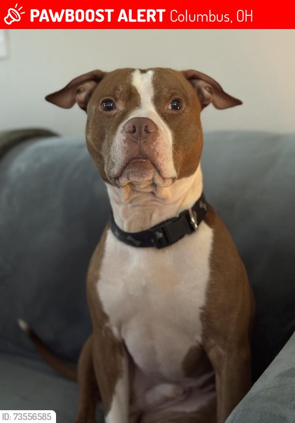 Lost Male Dog last seen Hilltop, Columbus, OH 43215
