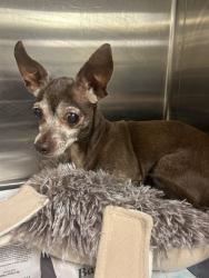 Shelter Stray Female Dog last seen Near BLOCK WASHINGTON AVE, 3599 NW 79th Ave, Doral, FL 33122, USA