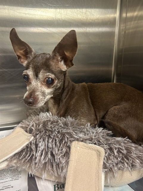 Shelter Stray Female Dog last seen Near BLOCK WASHINGTON AVE, 3599 NW 79th Ave, Doral, FL 33122, USA