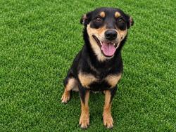 Shelter Stray Female Dog last seen , 38550 Sierra Hwy, Palmdale, CA 93550, USA