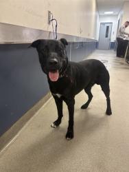 Shelter Stray Male Dog last seen Near BLOCK SW 60TH AVE, 3599 NW 79th Ave, Doral, FL 33122, USA