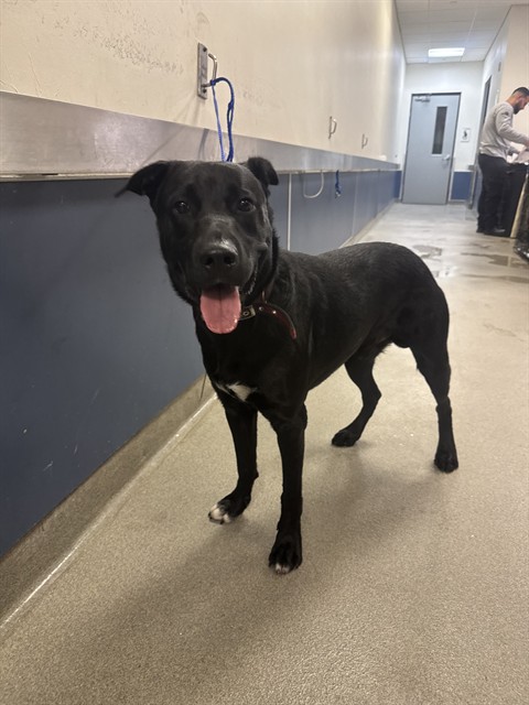 Shelter Stray Male Dog last seen Near BLOCK SW 60TH AVE, 3599 NW 79th Ave, Doral, FL 33122, USA