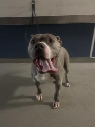Shelter Stray Male Dog last seen Near BLOCK NE 12TH AVE, 3599 NW 79th Ave, Doral, FL 33122, USA