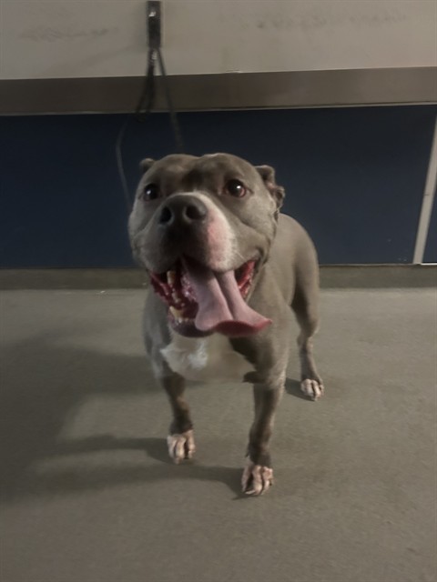 Shelter Stray Male Dog last seen Near BLOCK NE 12TH AVE, 3599 NW 79th Ave, Doral, FL 33122, USA