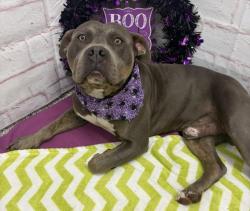 Shelter Stray Male Dog last seen Near BLOCK CHAREST ST, DETROIT, MI 48212, 1431 E Ferry St, Detroit, MI 48211, USA