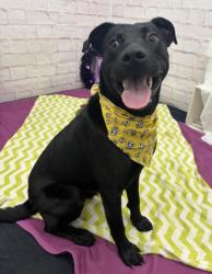 Shelter Stray Male Dog last seen Near BLOCK LONGWORTH ST, DETROIT, MI 48209, 1431 E Ferry St, Detroit, MI 48211, USA