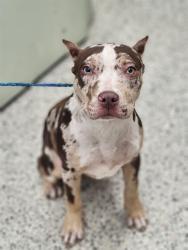 Shelter Stray Female Dog last seen Near BLOCK DACOSTA, DETROIT MI 48239, 1431 E Ferry St, Detroit, MI 48211, USA