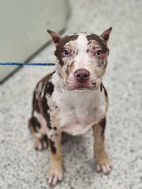 Shelter Stray Female Dog last seen Near BLOCK DACOSTA, DETROIT MI 48239, 1431 E Ferry St, Detroit, MI 48211, USA