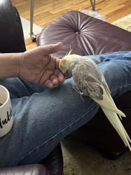 Lost Unknown Bird last seen Near Oak Ave., Cheshire, CT, Aldan, PA 19018